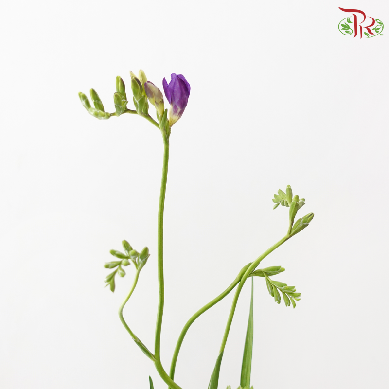 Freesia - Dark Purple (10 Stems)
