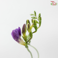 Freesia - Dark Purple (10 Stems)