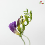 Freesia - Dark Purple (10 Stems)