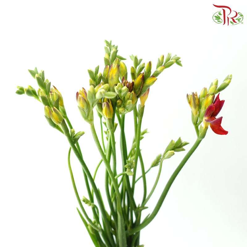 Freesia - Bicolour Yellow & Dark Red (10 Stems)