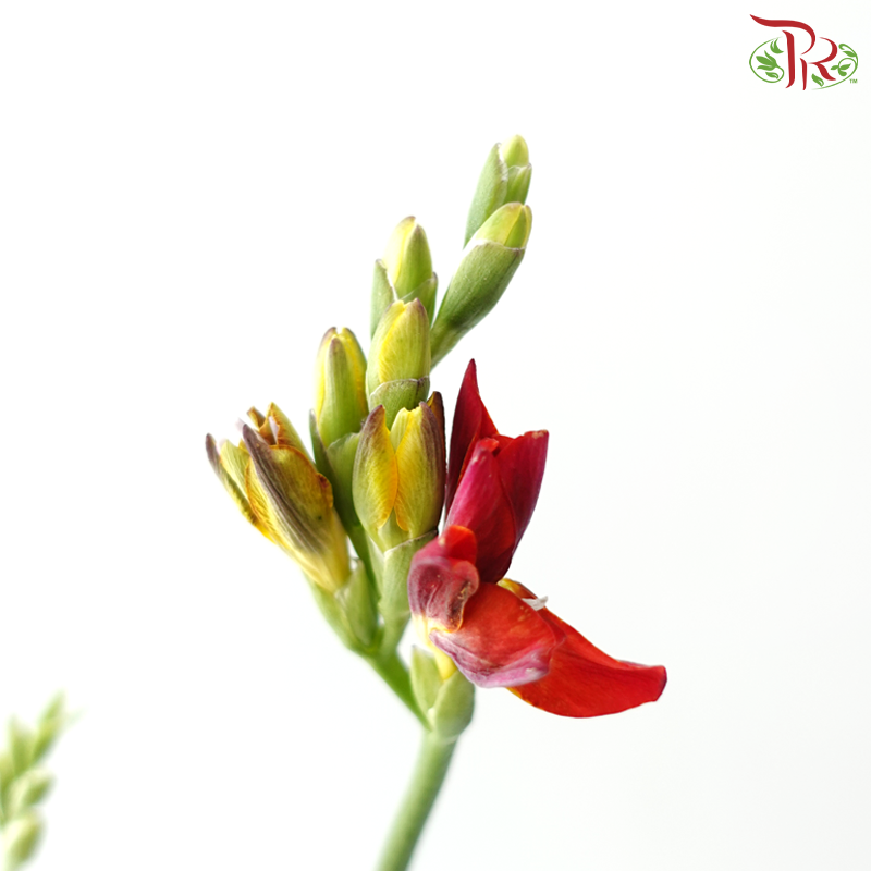 Freesia - Bicolour Yellow & Dark Red (10 Stems)
