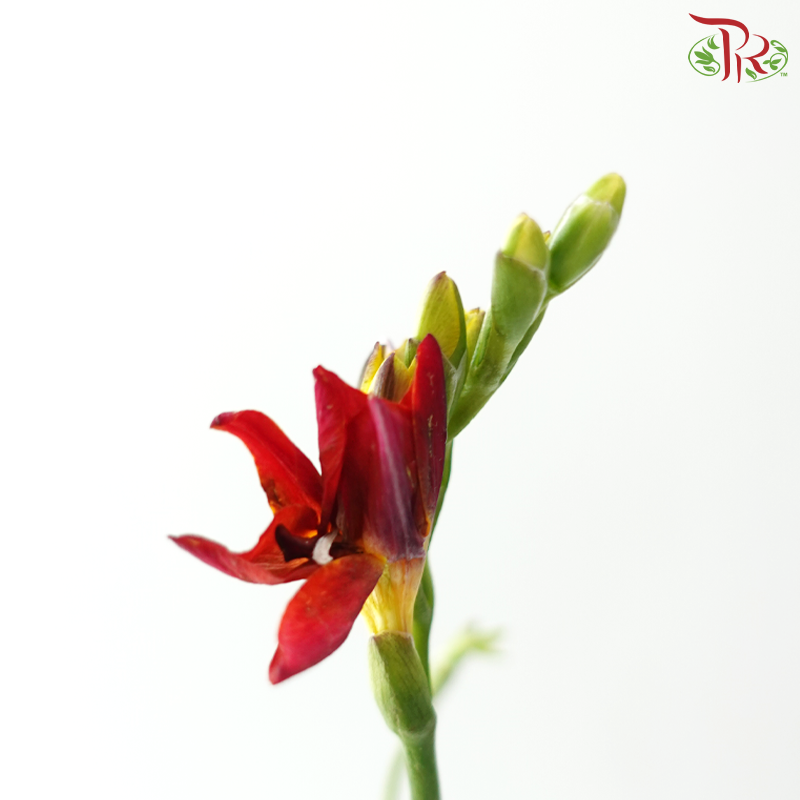 Freesia - Bicolour Yellow & Dark Red (10 Stems)