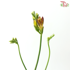 Freesia - Bicolour Yellow & Dark Red (10 Stems)