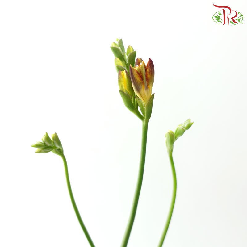 Freesia - Bicolour Yellow & Dark Red (10 Stems)