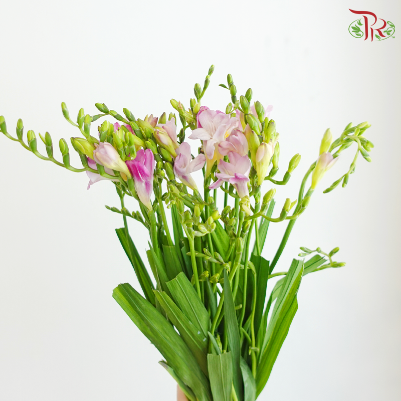 Freesia - Pink (10 Stems)