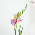 Freesia - Pink (10 Stems)
