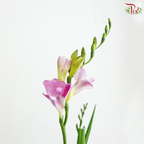 Freesia - Pink (10 Stems)