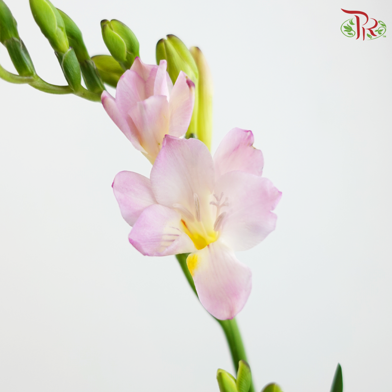 Freesia - Pink (10 Stems)