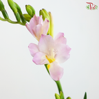 Freesia - Pink (10 Stems)