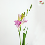 Freesia - Pink (10 Stems)