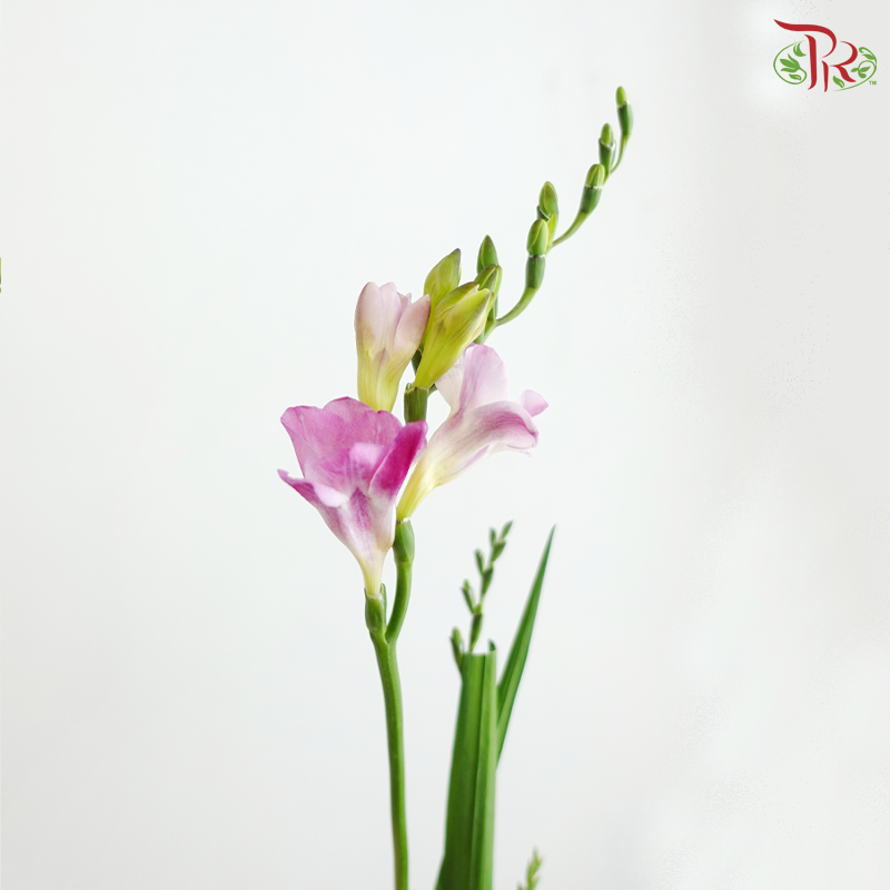 Freesia - Pink (10 Stems)