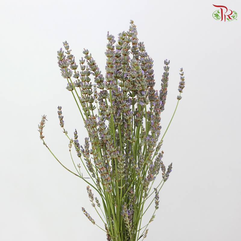 Lavender Fresh (Per Bunch)