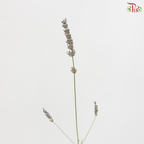Lavender Fresh (Per Bunch)