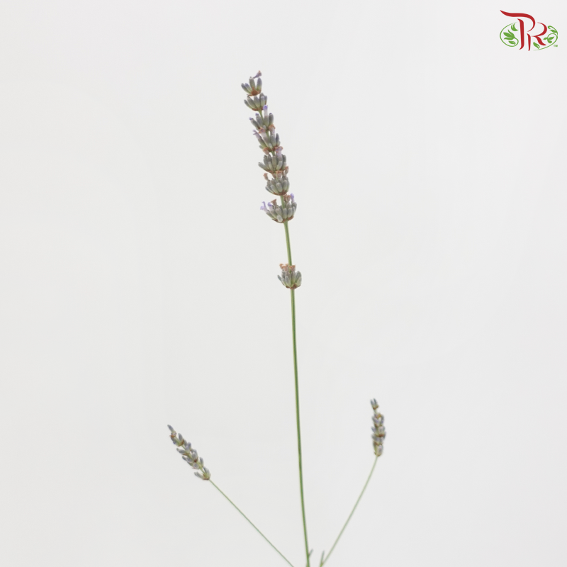 Lavender Fresh (Per Bunch)