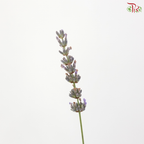 Lavender Fresh (Per Bunch)