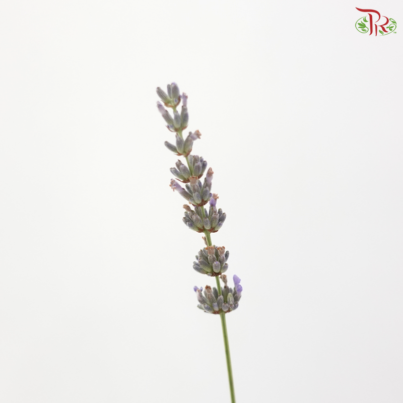 Lavender Fresh (Per Bunch)