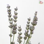 Lavender Fresh (Per Bunch)