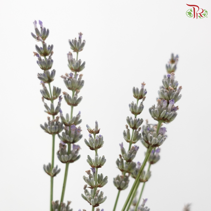 Lavender Fresh (Per Bunch)
