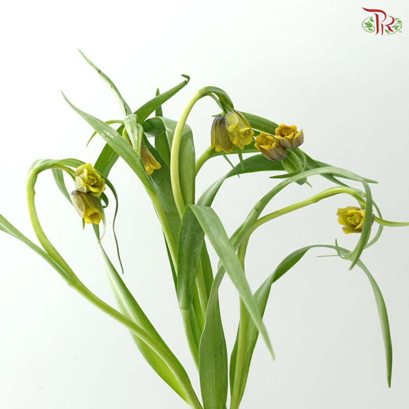 Fritillaria - (45cm) (5 Stems)