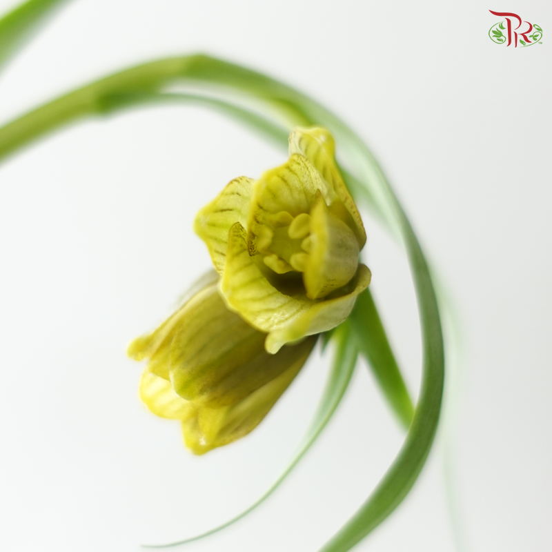 Fritillaria - (45cm) (5 Stems)