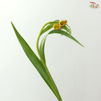 Fritillaria - (45cm) (5 Stems)