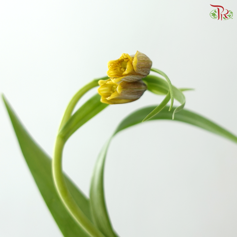 Fritillaria - (45cm) (5 Stems)
