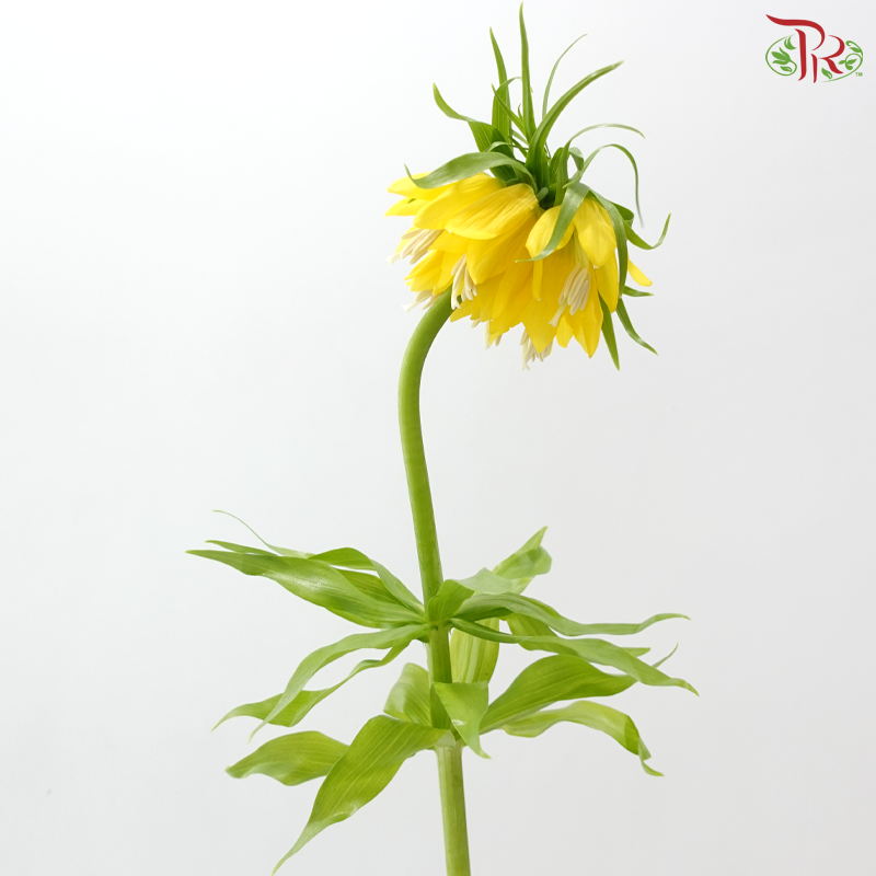 Fritillaria - (75-80cm) (Per Stem)
