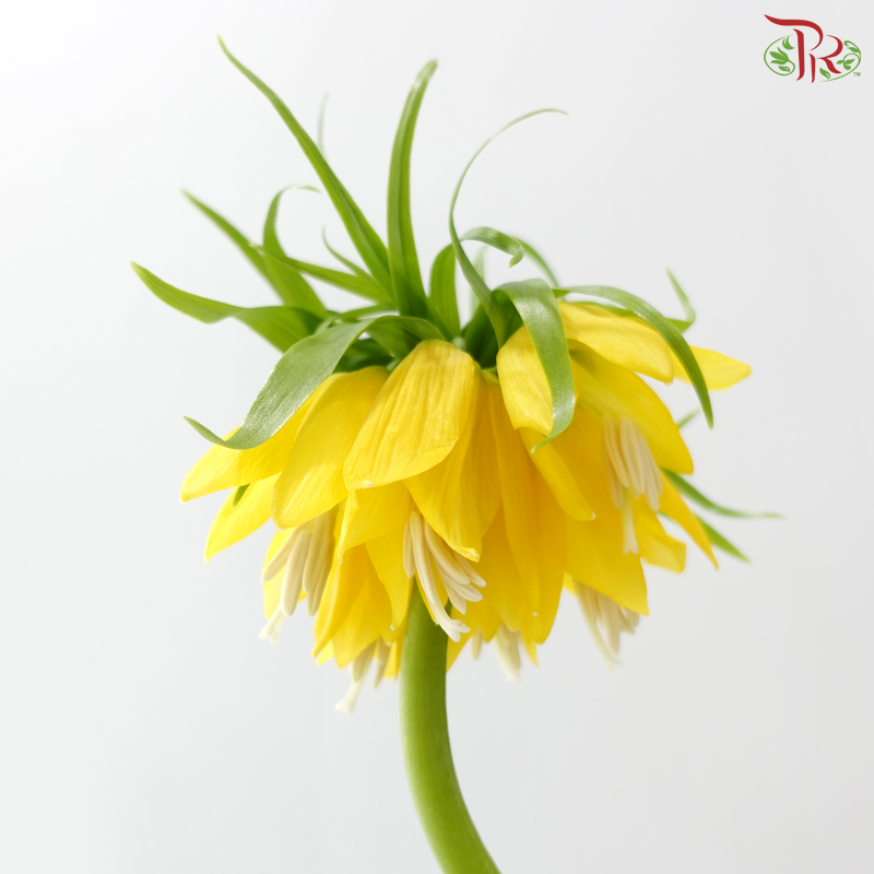 Fritillaria - (75-80cm) (Per Stem)