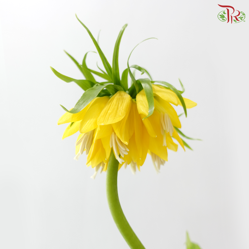 Fritillaria - (75-80cm) (Per Stem)