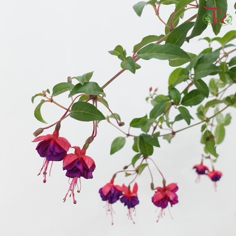 Fuchsia P150《倒挂金钟》