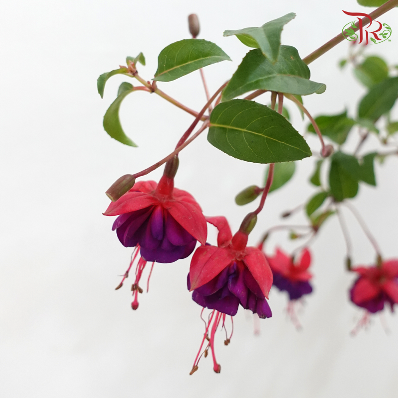 Fuchsia P150《倒挂金钟》