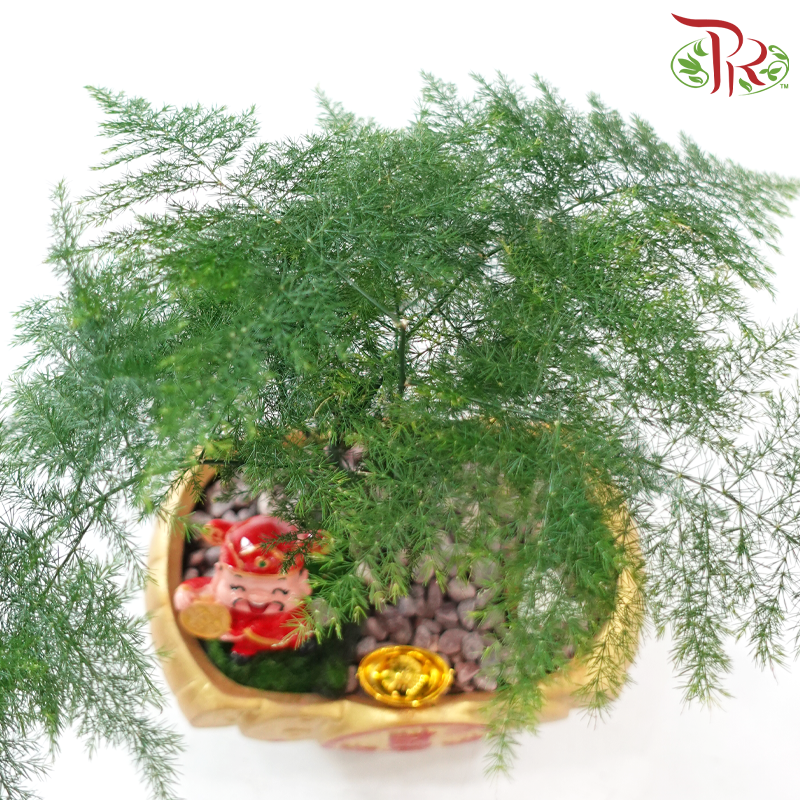 GF44 Rich God Asparagus (Random Choose Design & CNY Ornaments)