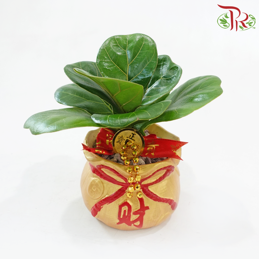 GF45 Wealthful Bag Ficus Lyrata (Random Choose Design & CNY Ornaments)