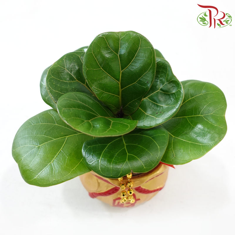 GF45 Wealthful Bag Ficus Lyrata (Random Choose Design & CNY Ornaments)