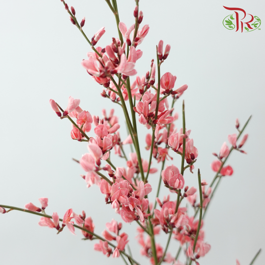 Genista - Dark Pink (Per Bunch)