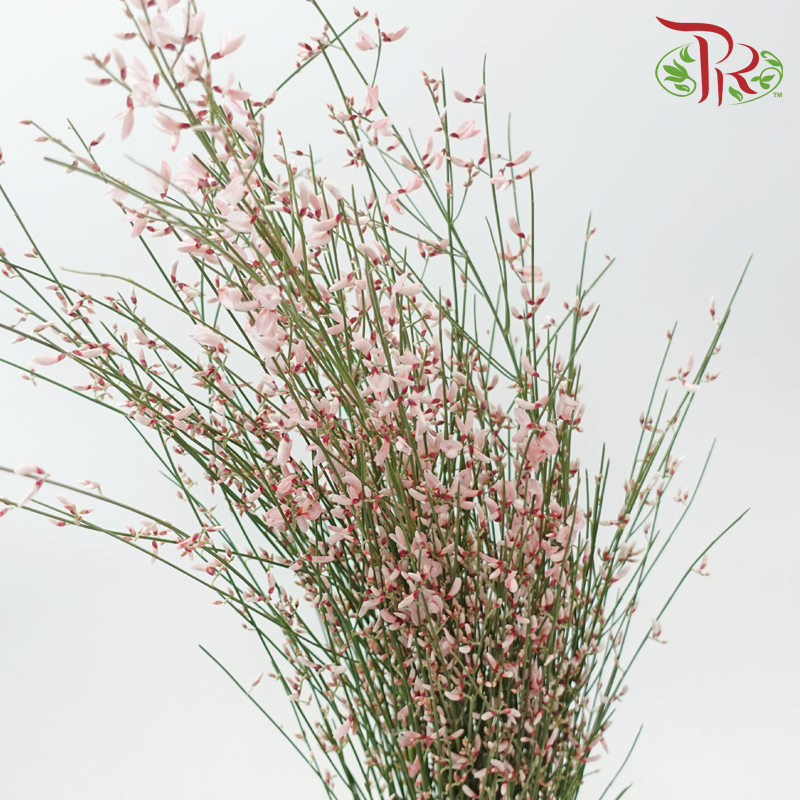 Genista - Light Pink (Per Bunch)