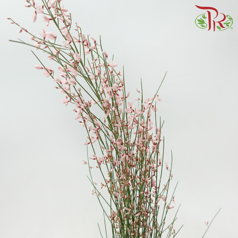 Genista - Light Pink (Per Bunch)