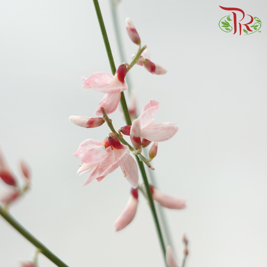 Genista - Light Pink (Per Bunch)