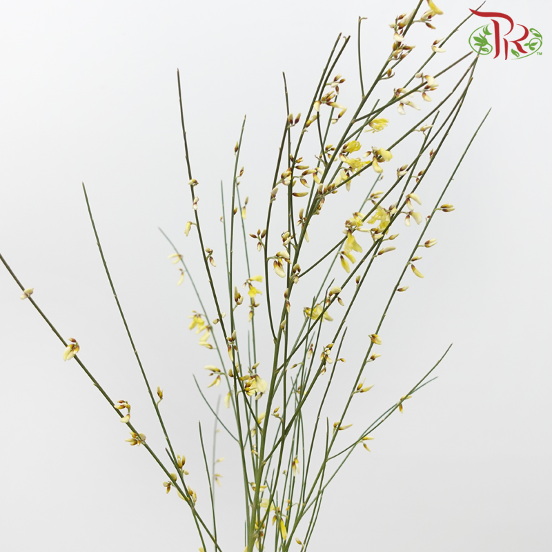 Genista - Yellow (Per Bunch)