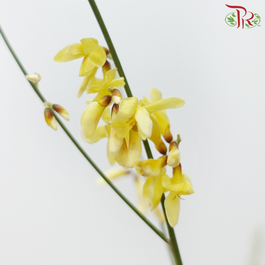Genista - Yellow (Per Bunch)