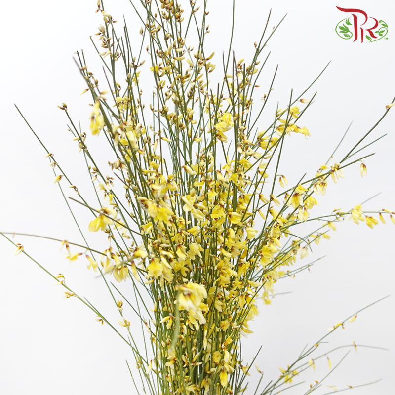 Genista - Yellow (Per Bunch)