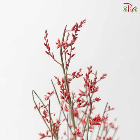 Genista - Red (Per Bunch)