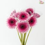 Gerbera Mini - Gradient Pink (9-10 Stems)