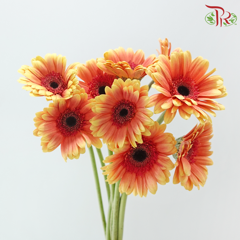 Gerbera - Milky Peach (9-10 Stems)