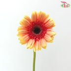 Gerbera - Milky Peach (9-10 Stems)