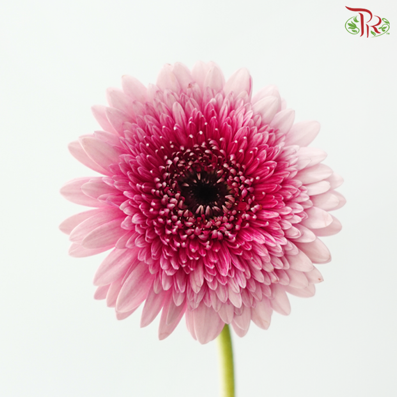 Gerbera Mini - Gradient Pink (9-10 Stems)