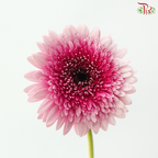 Gerbera Mini - Gradient Pink (9-10 Stems)