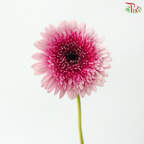 Gerbera Mini - Gradient Pink (9-10 Stems)