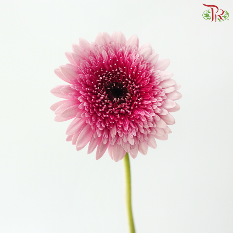 Gerbera Mini - Gradient Pink (9-10 Stems)