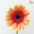 Gerbera - Milky Peach (9-10 Stems)
